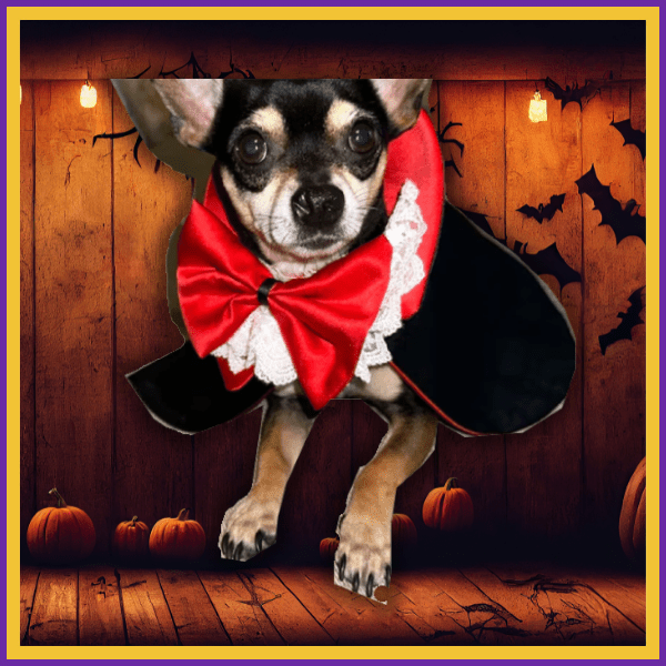 Small dog in vampire costume with red bow, Halloween pumpkins and bats background