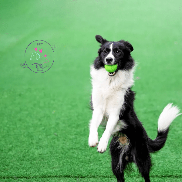 Border Collie jumping in green field catching an Eco Chew Ball