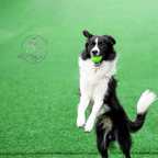 Border Collie jumping in green field catching an Eco Chew Ball