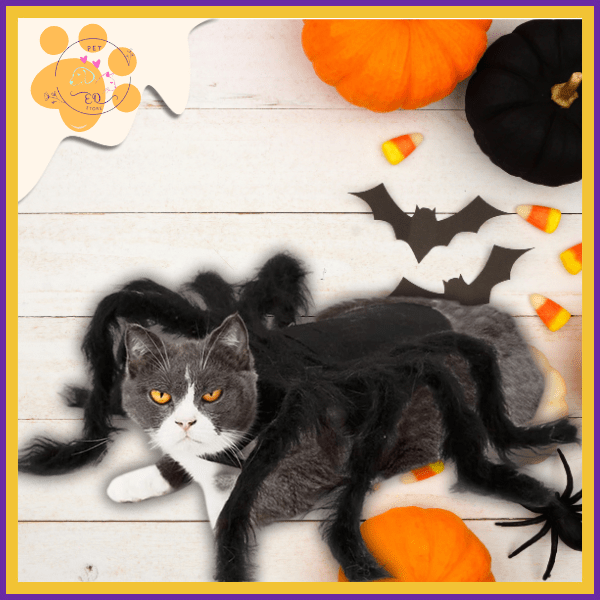 Cat in spider Halloween costume with pumpkins, bats, and candy corn on white wooden floor