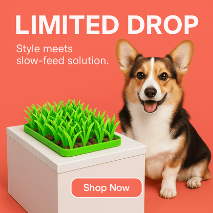 Fast Eating Hurts Pets—Here’s How to Fix It Gently | Dog