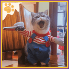 Gray tabby cat in Chucky costume with knife prop, sitting on chair for Halloween