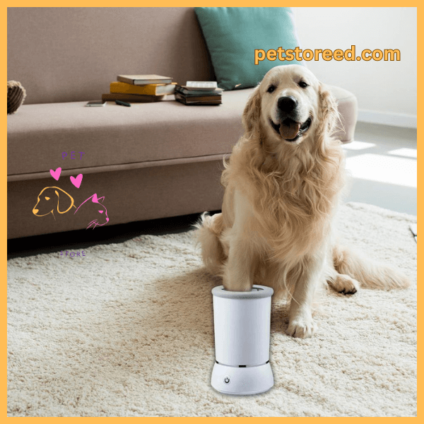 Golden Retriever using dog paw cleaner indoors on carpet near sofa, petstored.com branding