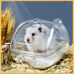White hamster in a transparent luxury sand bath spa on wood shavings