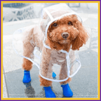 Dog wearing clear DroogPaw raincoat and blue boots standing on wet pavement