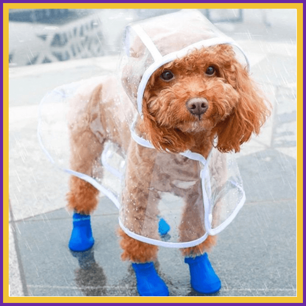 Dog wearing clear DroogPaw raincoat and blue boots standing on wet pavement