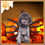 Dog wearing spider costume with Halloween pumpkins and jack-o'-lanterns background