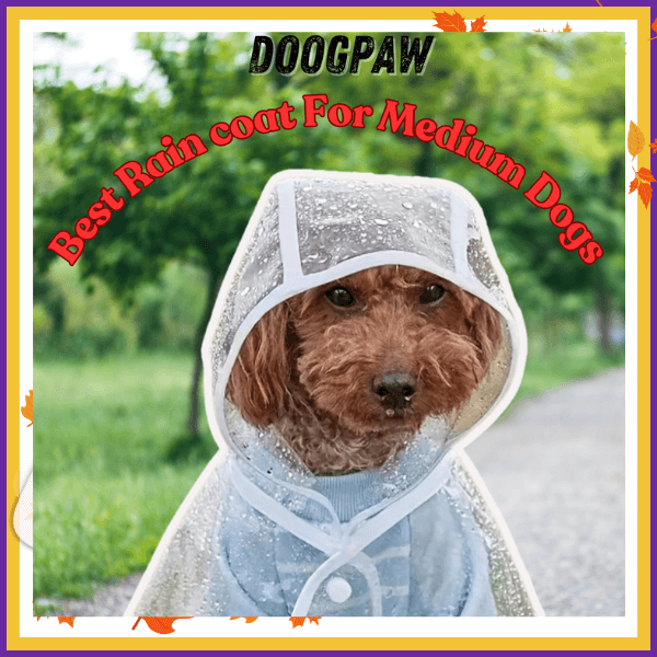 Medium dog wearing clear raincoat outdoors under DOOGPAW Best Raincoat For Medium Dogs text