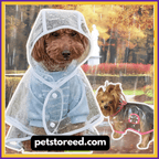 Medium dog in clear raincoat, rainy park background, petstoreed.com, dog rain gear