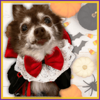 Small dog in a vampire costume with red bow, Halloween pumpkins, candy corn, and bats