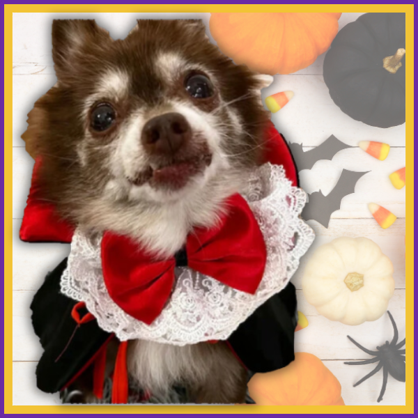 🕸️Bite Me Cape: The Ultimate Pet Vampire Halloween Costume!