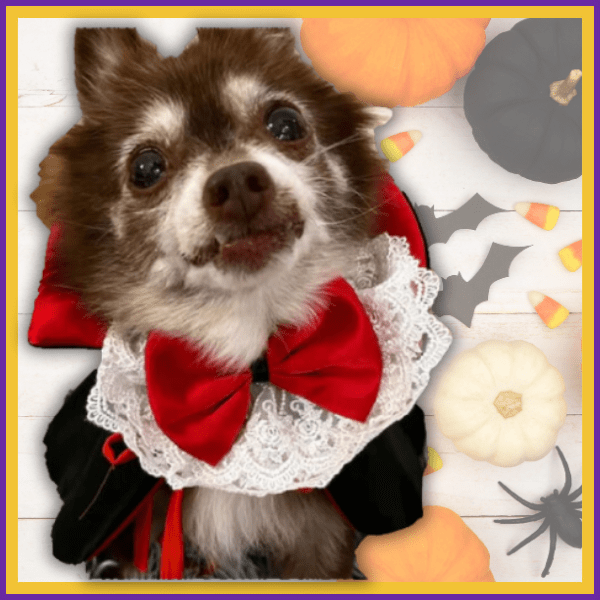 Small dog in a vampire costume with red bow, Halloween pumpkins, candy corn, and bats