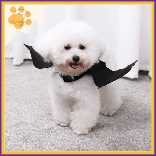 Fluffy white dog wearing bat wings costume on gray carpet indoors