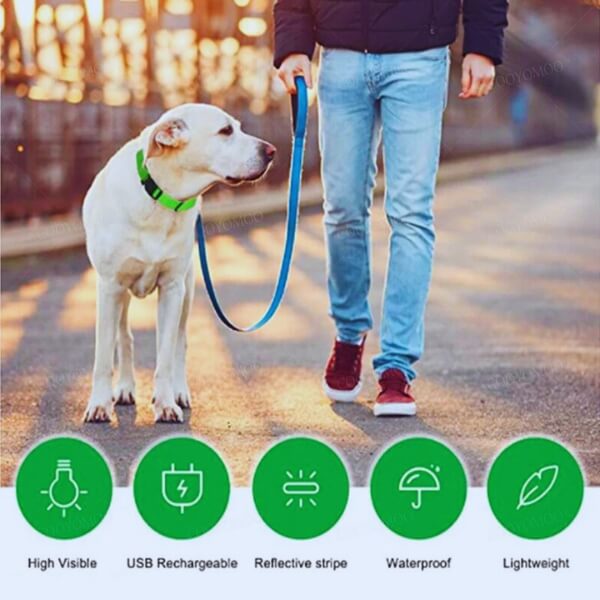 Green light-up dog collar providing visibility and preventing accidents in low-light conditions
