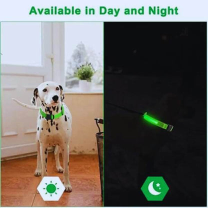 GlowDog LED collar available in multiple colors for dogs, enhancing visibility and style. Pet Store ED
