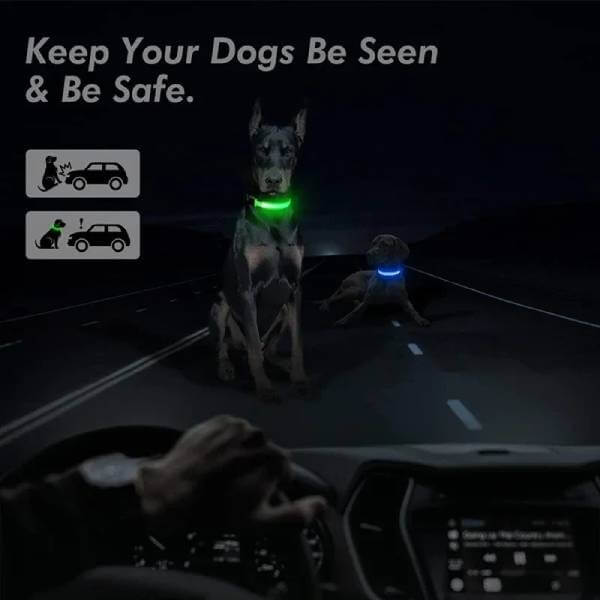 Two dogs glowing in the dark with their LED collars, preventing night accidents and ensuring high visibility