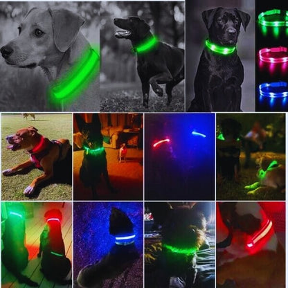 Collage of dogs with LED collars glowing in various colors during night walks. GlowDog illuminated collar for night safety