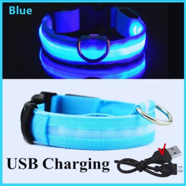 Black Labrador wearing a GlowDog LED collar for dogs, providing night safety in urban environments