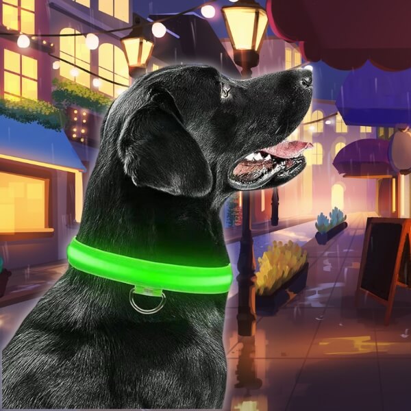 GlowDog LED collars in action, keeping dogs visible in dark outdoor environments.