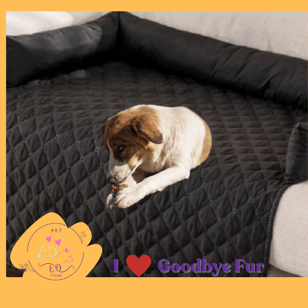 Dog eating treat on black fur-free sofa cover, Goodbye Fur pet store branding, clean couch