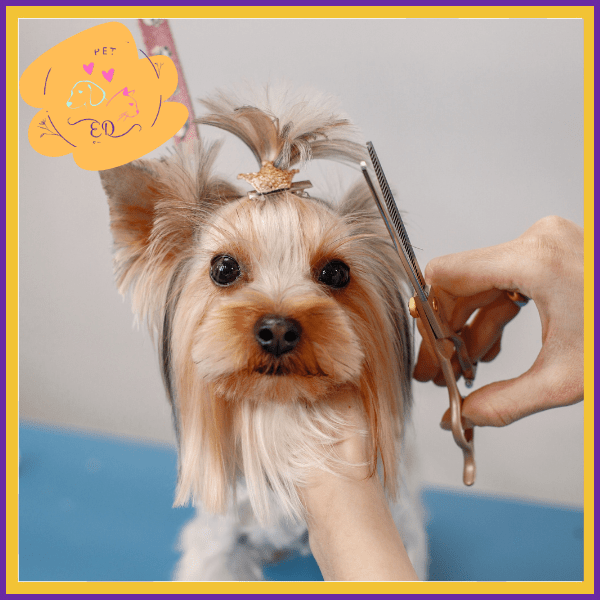 Yorkie dog grooming with Knips Pro Elite scissors, blue background, close view