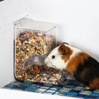Guinea pig eating from transparent feeder filled with mixed seeds in a cage