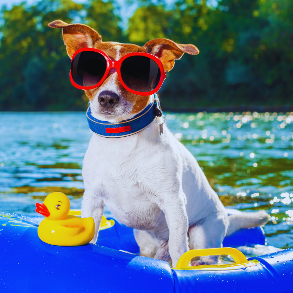 Dog wearing red sunglasses relaxing on a blue float with a rubber duck on a sunny summer day — perfect image for promoting cooling pet products and summer dog essentials.
