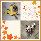 Two dogs in animal costumes, autumn leaves, and Pet EQ Store logo collage.