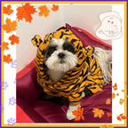 Small dog in tiger-striped hoodie on maroon cushion, autumn leaves border, pet store logo