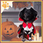 Black dog in vampire costume with red cape and bow, Halloween pumpkins, candles, spider web
