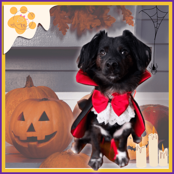 Black dog in vampire costume with red cape and bow, Halloween pumpkins, candles, spider web