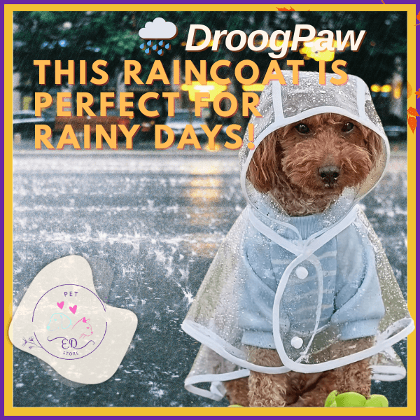 Medium dog in transparent DroogPaw raincoat sitting on wet street during rain