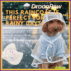 Medium dog in transparent DroogPaw raincoat sitting on wet street during rain
