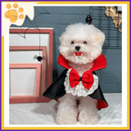 Fluffy white dog in a vampire costume with red bow, Halloween decor, spider web background.