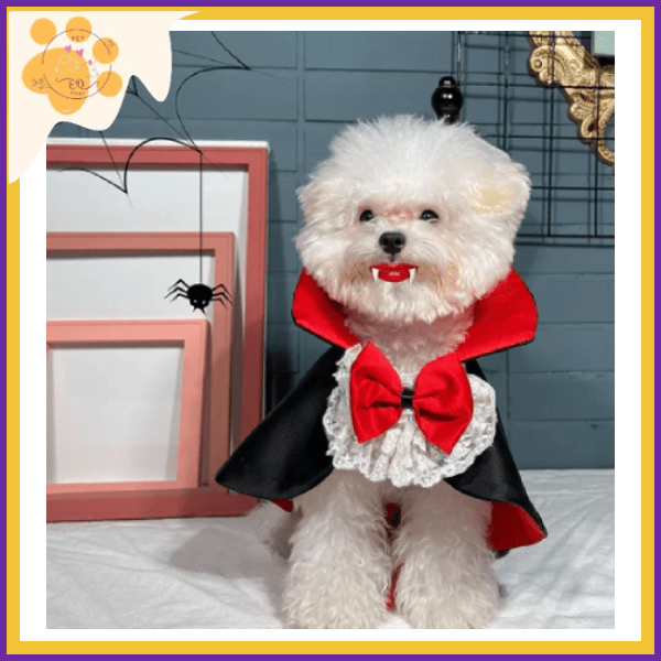 Fluffy white dog in a vampire costume with red bow, Halloween decor, spider web background.