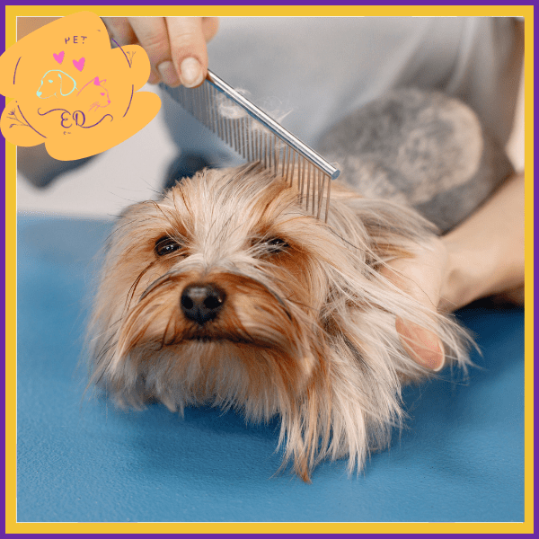 Pet grooming comb used on small long-haired dog, professional grooming setting