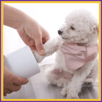 Small white dog wearing pink scarf using paw cleaner on floor