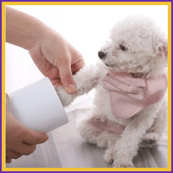 Small white dog wearing pink scarf using paw cleaner on floor