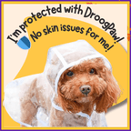 Small brown dog in clear DroogPaw raincoat with text about skin protection benefits