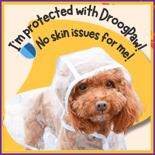 Small brown dog in clear DroogPaw raincoat with text about skin protection benefits