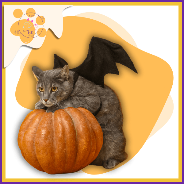 Gray cat in bat wings costume with pumpkin, Halloween pet photo on orange background