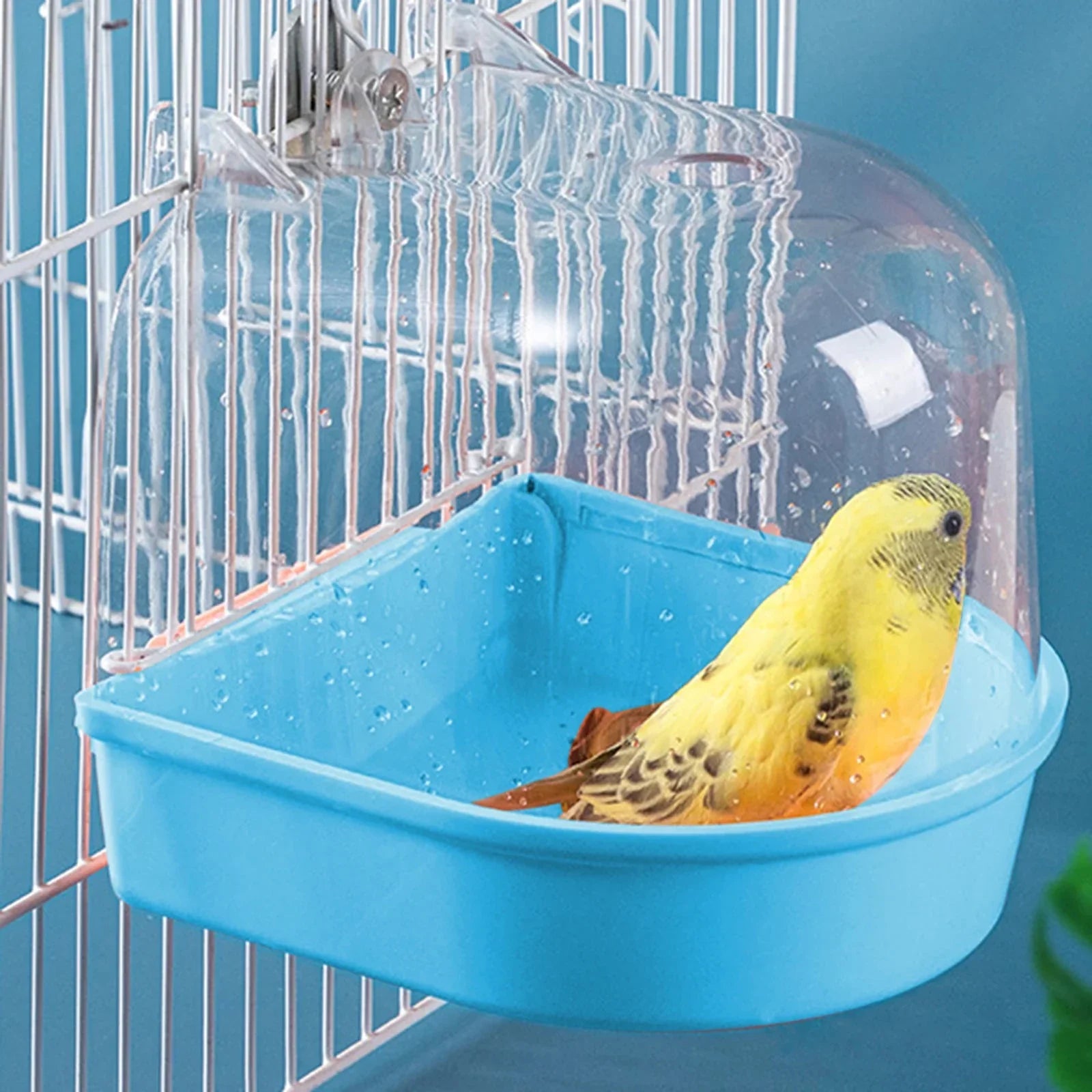Yellow budgie in blue bird bath with clear cover attached to white cage