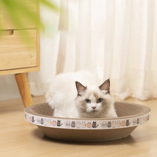 Fluffy white cat in a round cardboard cat scratcher on wood floor near window and dresser