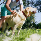 Man brushing yellow Labrador retriever outdoors with pet grooming brush