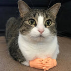 Turn Your Cat Into a Tiny Human With This Hilarious Halloween Glove - Pet Store ED