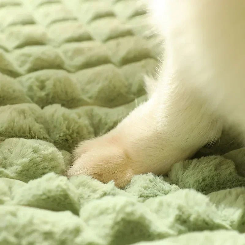 Dog paw on soft green fluffy pet blanket, close-up texture view