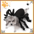 Small dog in black spider costume with furry legs, Halloween-themed pet outfit
