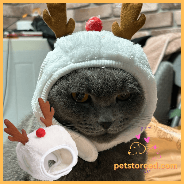 Gray cat wearing Christmas reindeer hat indoors, festive pet costume, petstoreeed.com logo