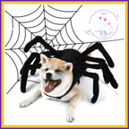 Shiba Inu dog wearing spider costume with spider web background, pet costume product photo
