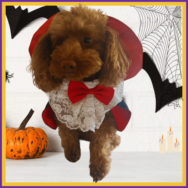 Dog in vampire costume with red cape and bow, pumpkin, bats, spider webs, and candles, Halloween theme